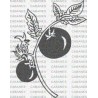 RAMA TOMATES