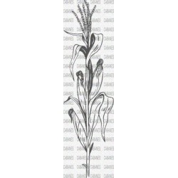 PLANTA MAIZ MAZORCA