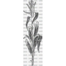 PLANTA MAIZ MAZORCA