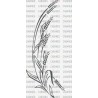 ESPIGAS