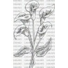 FLOR CALA