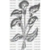 FLOR CALA