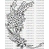 FLOR NARDO