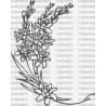 FLOR NARDO