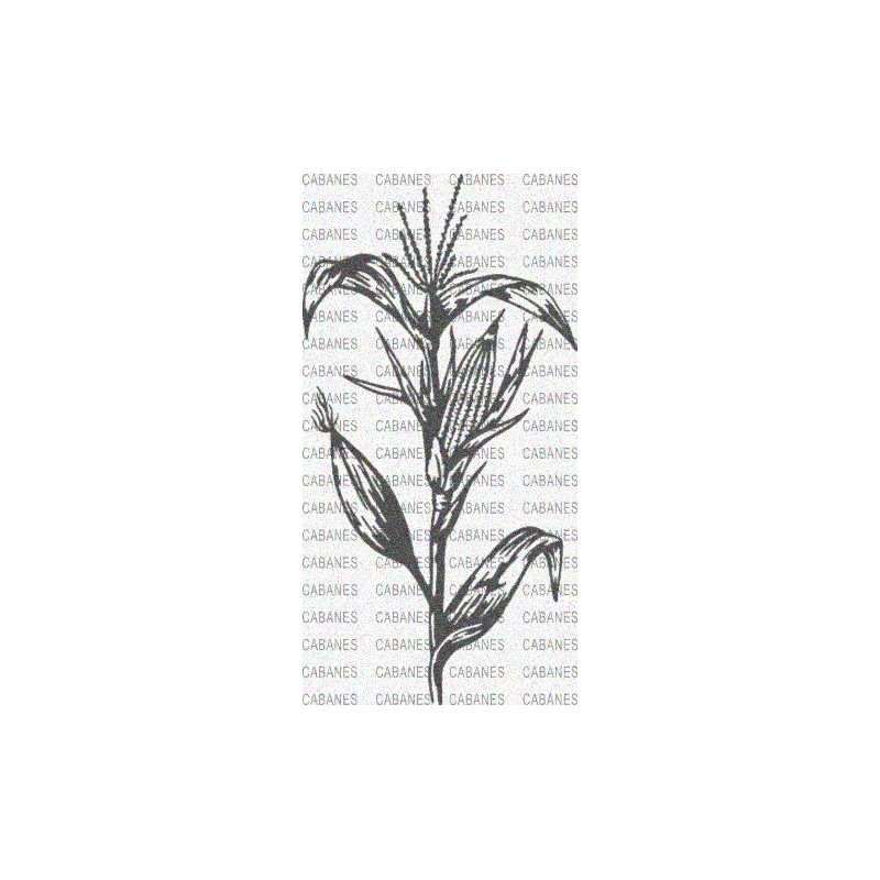 PLANTA MAIZ MAZORCA