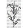 PLANTA MAIZ MAZORCA