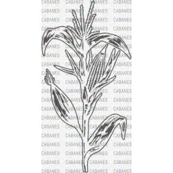 PLANTA MAIZ MAZORCA
