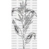 PLANTA MAIZ MAZORCA