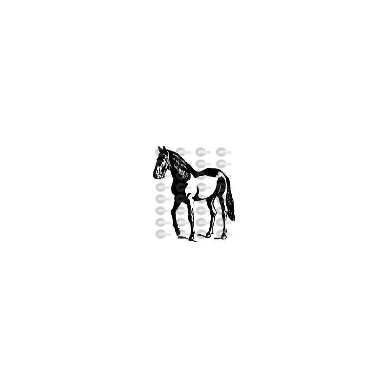 CABALLO