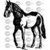 CABALLO