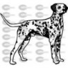 PERRO DALMATA