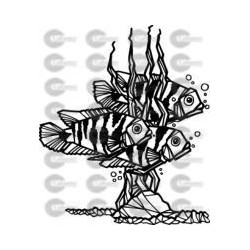 PECES