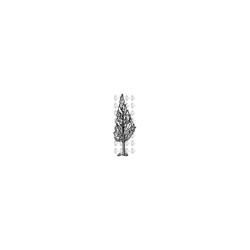 ARBOL CIPRES