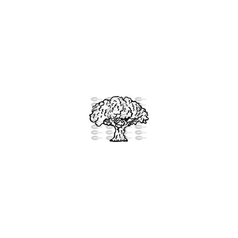 ARBOL