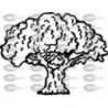 ARBOL