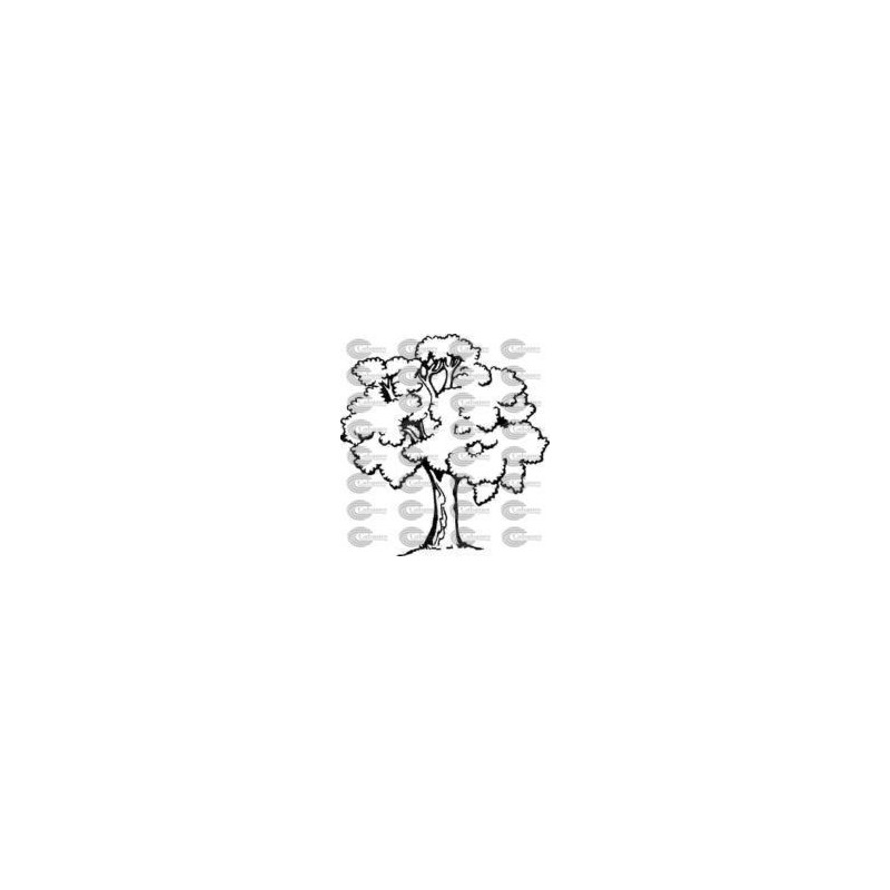 ARBOL