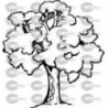 ARBOL