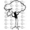 ARBOL