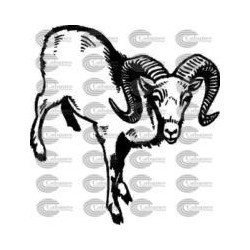 CABRA MONTESA