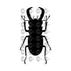 ESCARABAJO