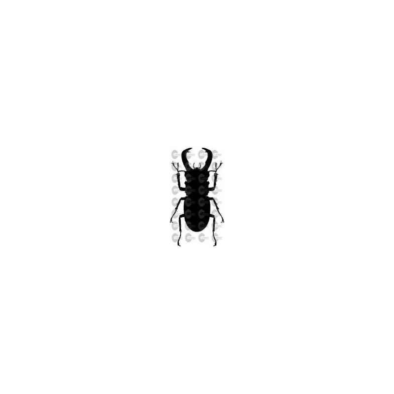 ESCARABAJO