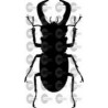 ESCARABAJO