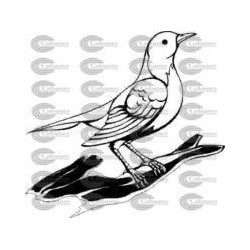 PAJARO