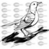 PAJARO