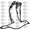 PAJARO