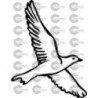 PAJARO