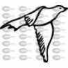 PAJARO