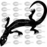 SALAMANQUESA