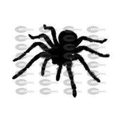 TARANTULA