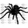 TARANTULA