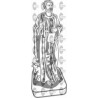 SANTO LUCAS EVANGELISTA