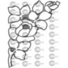 ROSAS 002