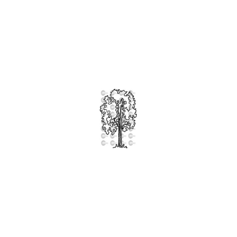 ARBOL