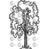 ARBOL