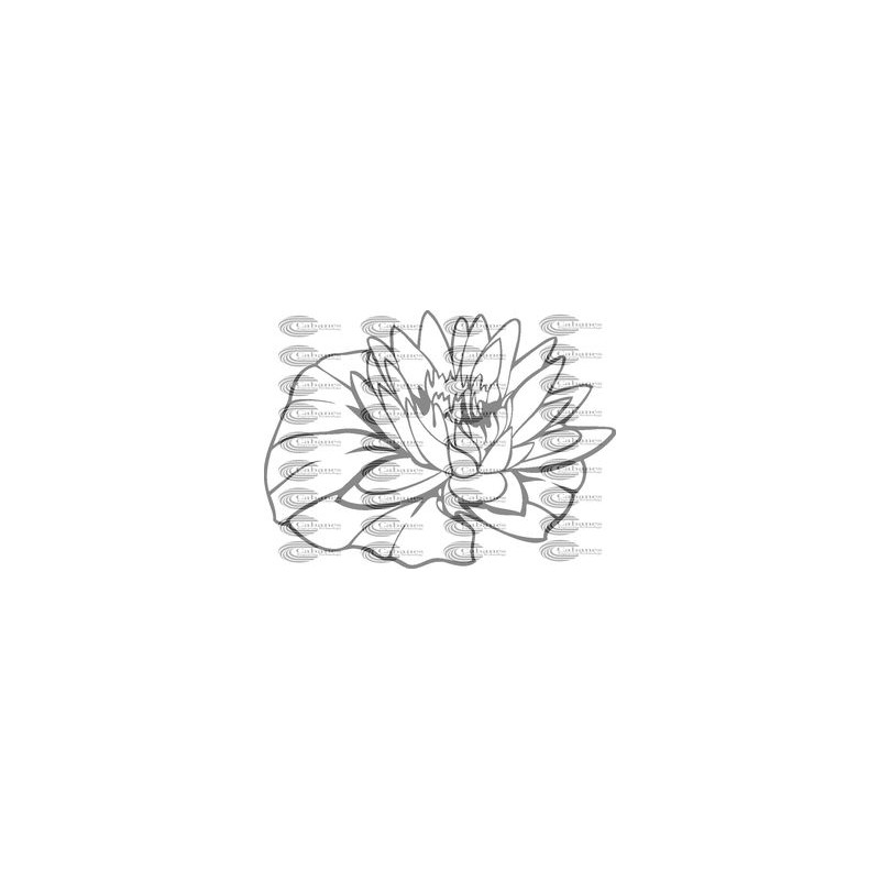 FLOR NENUFAR o loto