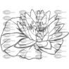 FLOR NENUFAR o loto