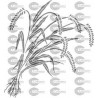ARROZ 001B