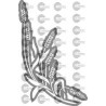 ESPIGAS