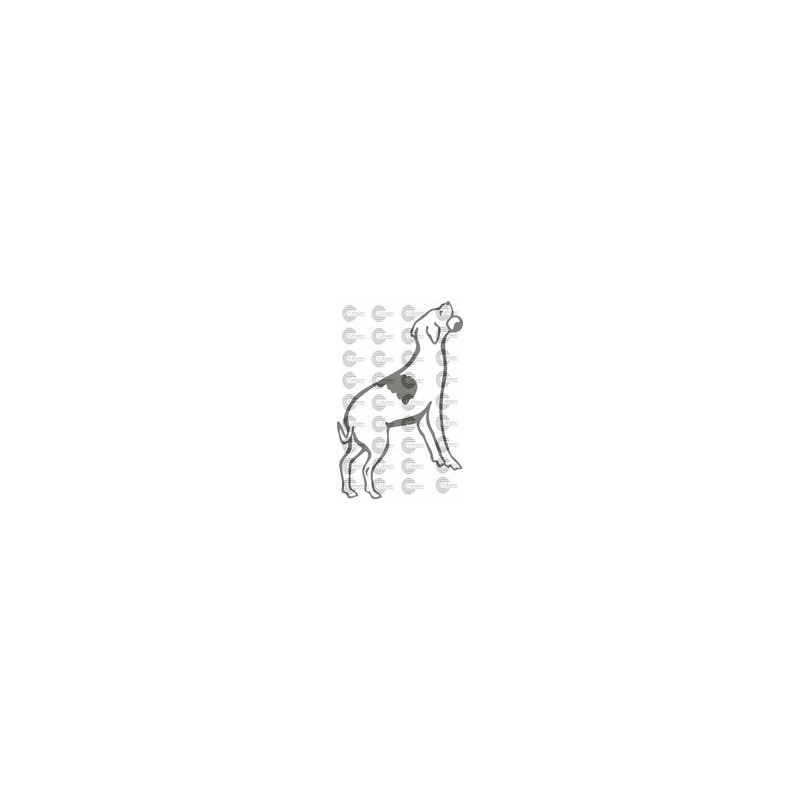 PERRO 001
