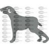 PERRO 002