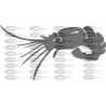 GAMBA CANGREJO