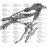 AVE CANARIO 001