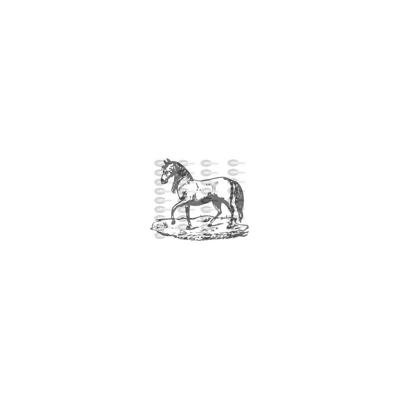 CABALLO