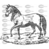 CABALLO
