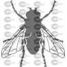 MOSCA