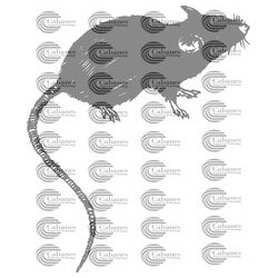 RATON